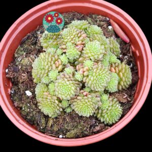 Monanthes Polyphylla