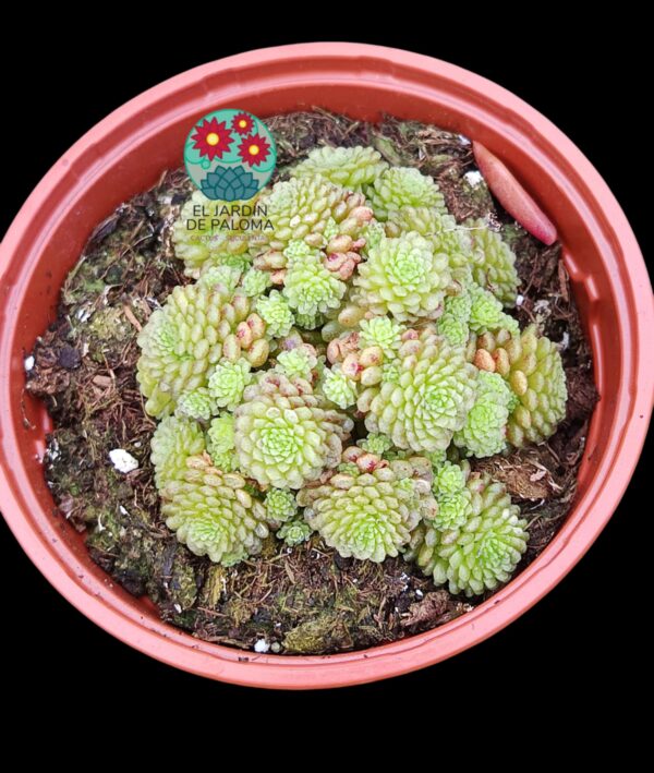 Monanthes Polyphylla
