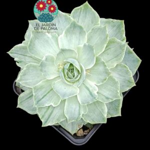 Echeveria Silver queen variegata