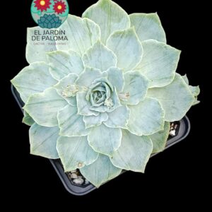 Echeveria "Moon river" variegata