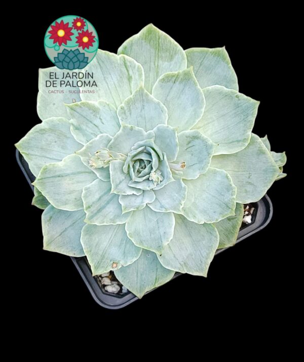 Echeveria "Moon river" variegata