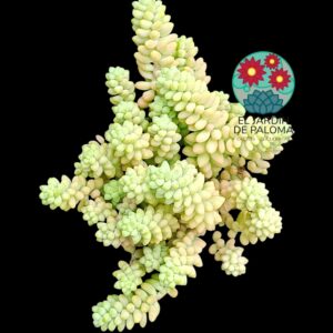 Sedum Morganianum (burrito, maceta llena)