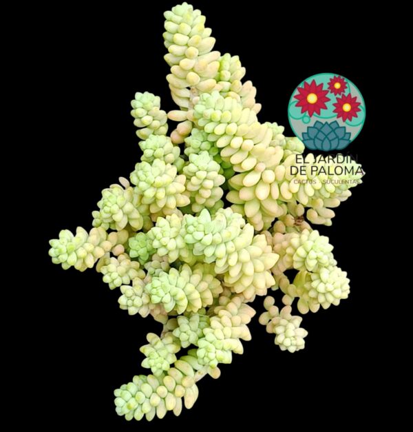 Sedum Morganianum (burrito, maceta llena)