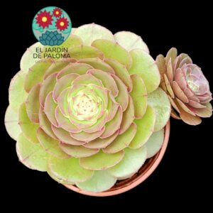 Aeonium Morticia con hijo