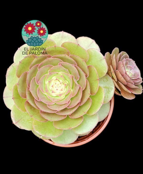 Aeonium Morticia con hijo