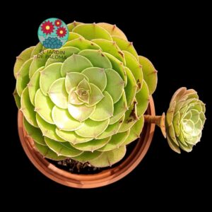 Aeonium Morticia con hijo