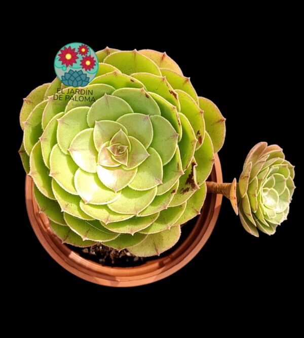 Aeonium Morticia con hijo