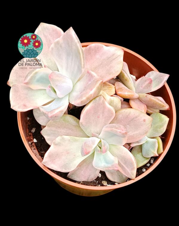 Graptoveria Mr Richard variegata