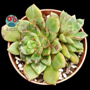 Echeveria Nacre doble roseta