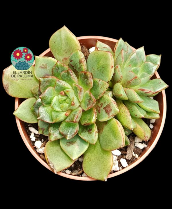 Echeveria Nacre doble roseta