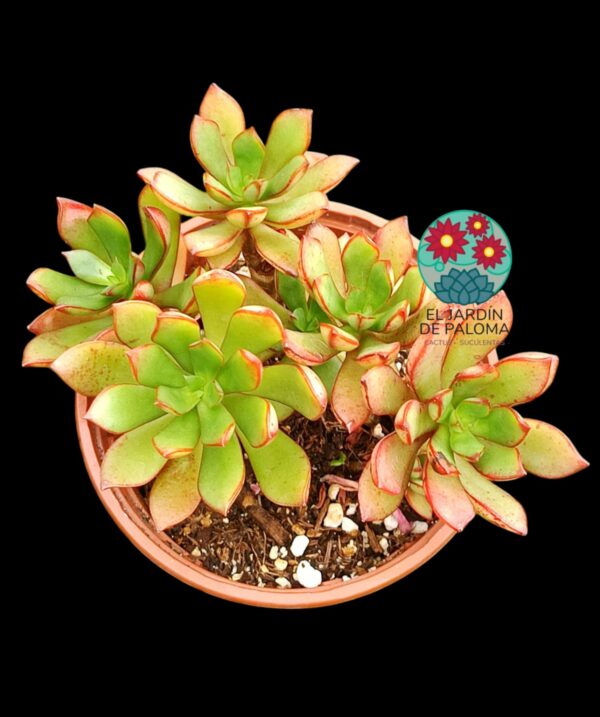 Echeveria Toggle