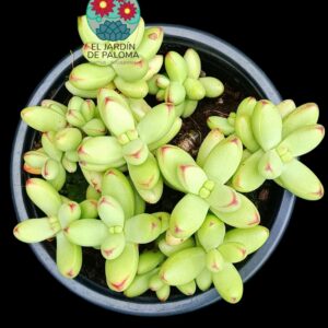 Crassula Nudicalis var. herreri