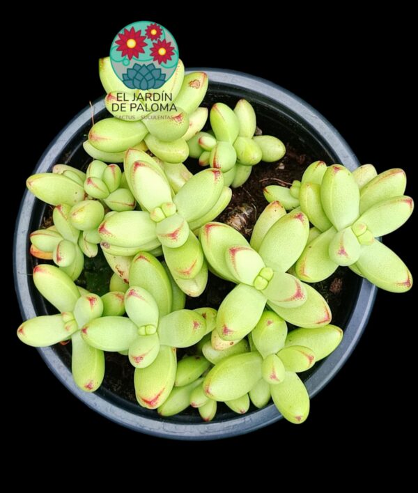 Crassula Nudicalis var. herreri