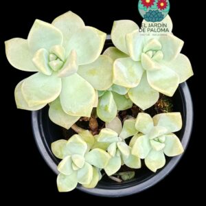 Graptosedum "Nuit Blanche"