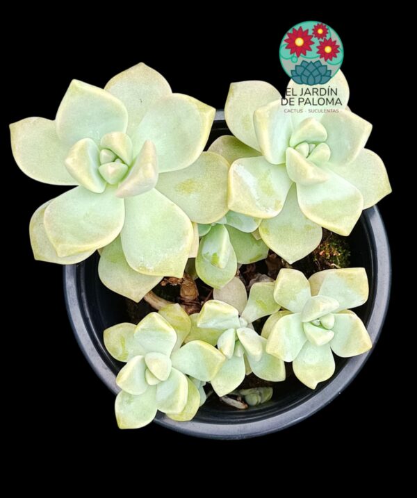 Graptosedum "Nuit Blanche"