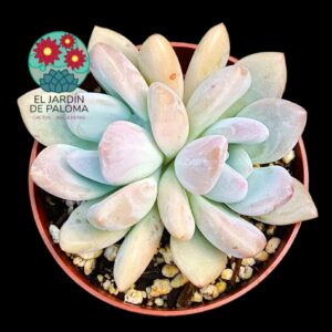 Graptoveria opalina doble