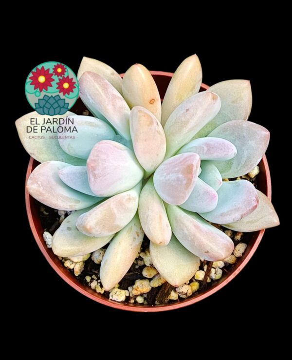 Graptoveria opalina doble
