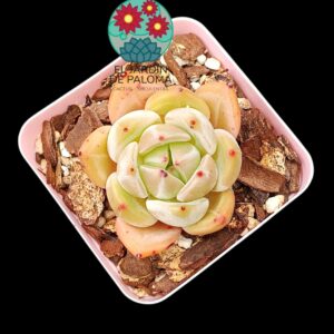 Echeveria Queen orange (importación)