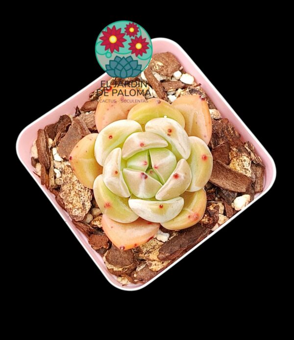 Echeveria Queen orange (importación)