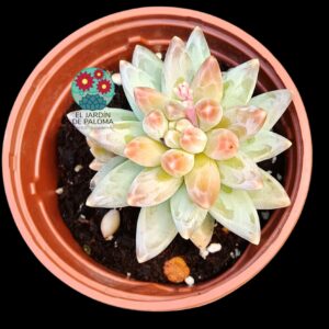 Pachyphytum compactum "Red tips"