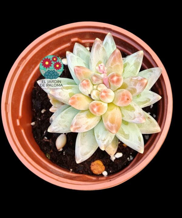 Pachyphytum compactum "Red tips"