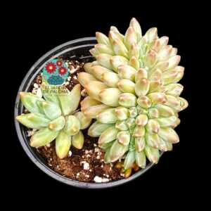 Pachyphytum compactum x Echeveria colorata crestado