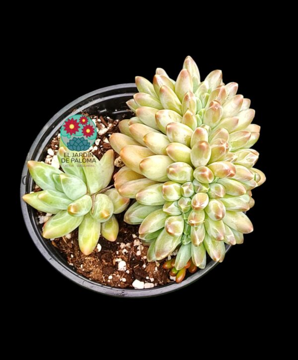 Pachyphytum compactum x Echeveria colorata crestado
