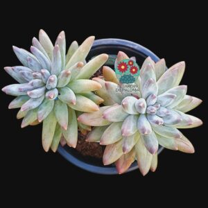 Pachyphytum compactum "Little jewel" doble roseta