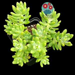 Sedum Corynephyllum (es grande)