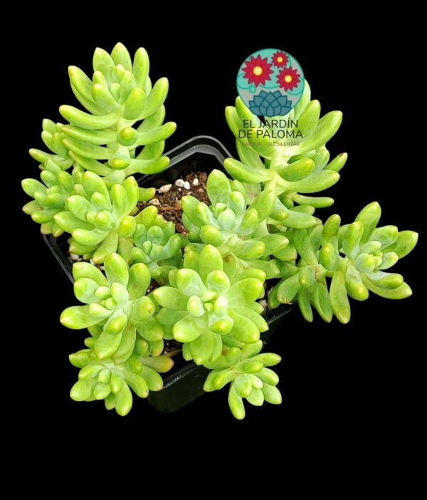 Sedum Corynephyllum (es grande)