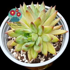 Pachyphytum Comanche (maceta grande)