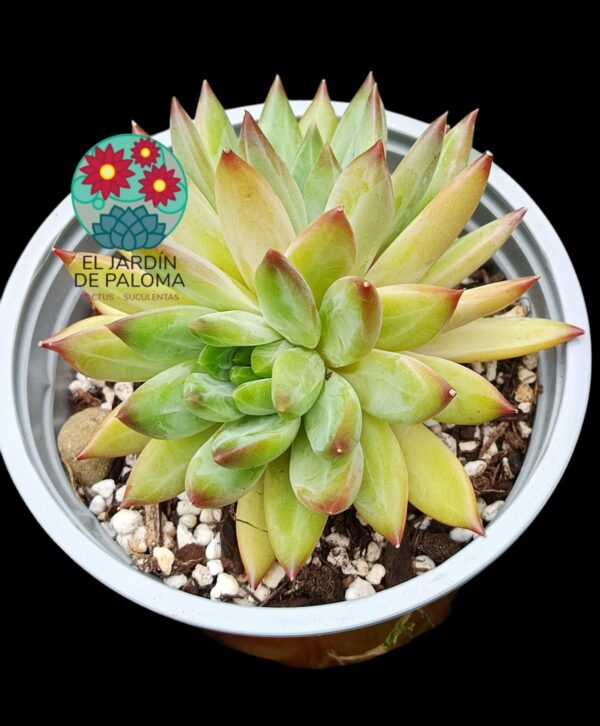 Pachyphytum Comanche (maceta grande)
