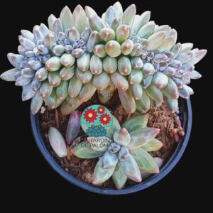 Pachyphytum compactum "Red tips" crestado