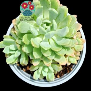 Pachyveria Scheideckeri (maceta grande)