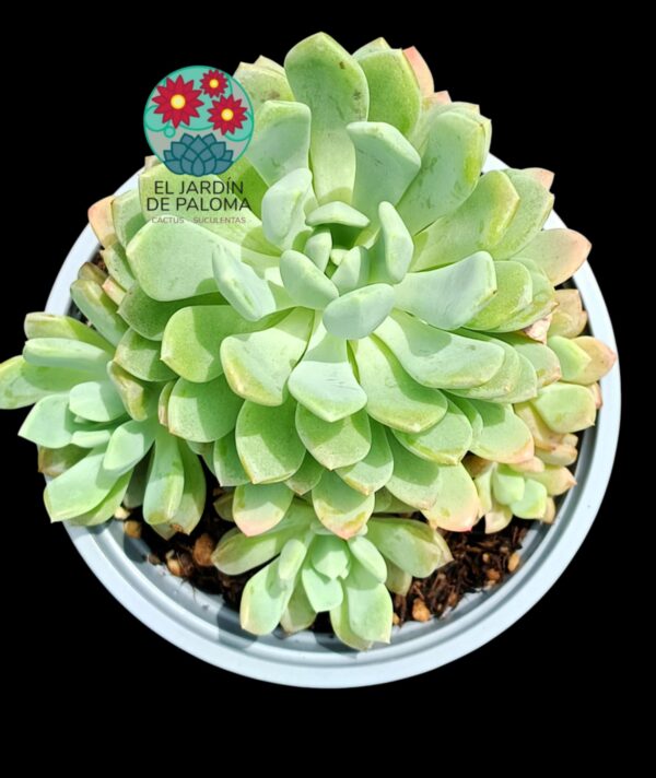 Pachyveria Scheideckeri (maceta grande)