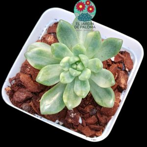 Pachyveria Paradoxa variegata (importación)