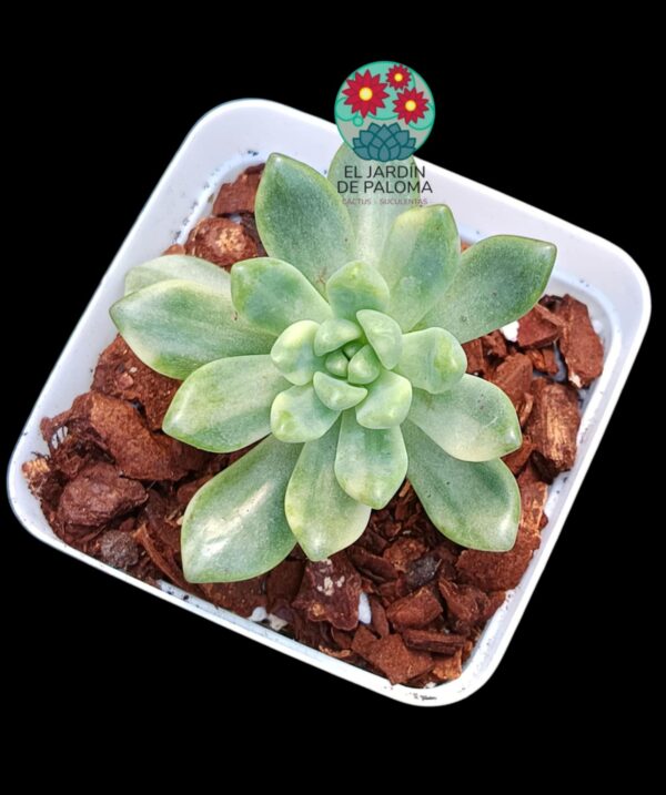 Pachyveria Paradoxa variegata (importación)