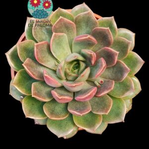 Echeveria Romance