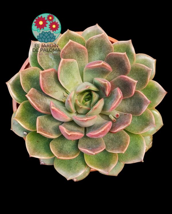 Echeveria Romance