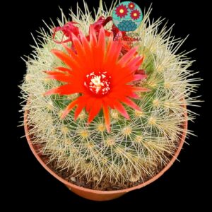 Notocactus Haselbergii