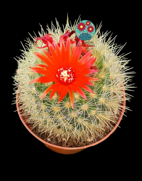Notocactus Haselbergii