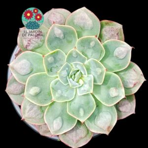 Echeveria Parva x raindrops