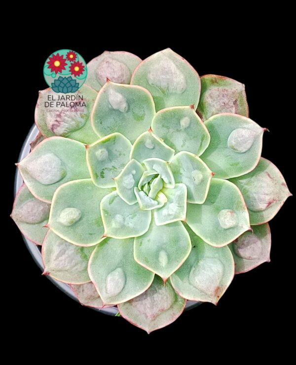 Echeveria Parva x raindrops