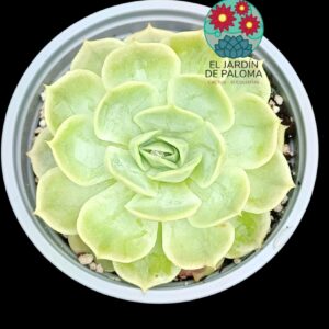 Echeveria Patricia (maceta grande)