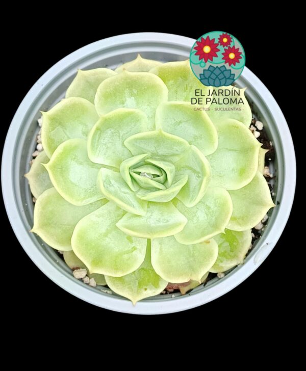 Echeveria Patricia (maceta grande)