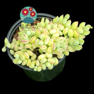 Cotyledon pendens