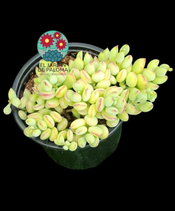 Cotyledon pendens