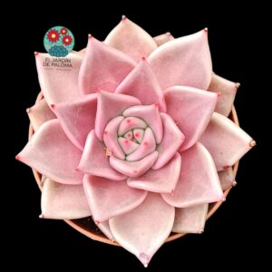 Echeveria Agavoides "Taurus"