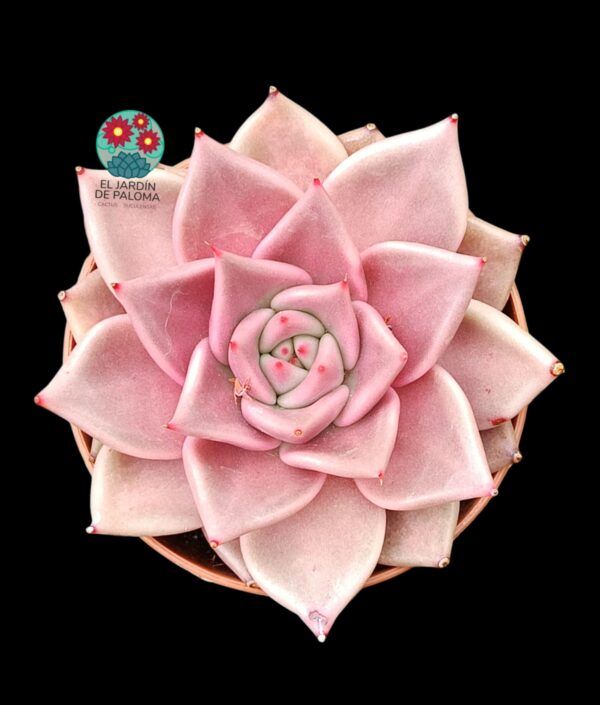 Echeveria Agavoides "Taurus"