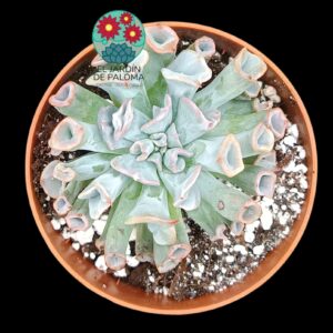 Echeveria Pig nose